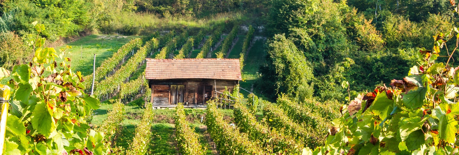 v vinogradu
